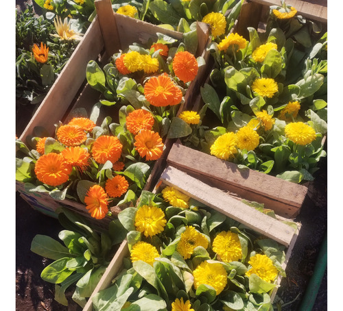Promo Cajón 15 Calendulas - Pleno Sol - M12