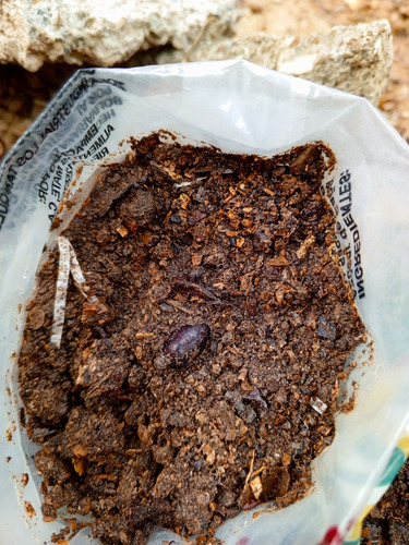 Mata De Mucuna Para El Tratamiento Del El Parkinson (l-dopa)