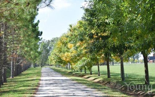 Imagen 7 de 19 de Retazado Terreno Proyecto Aprobado - Campos De Roca L