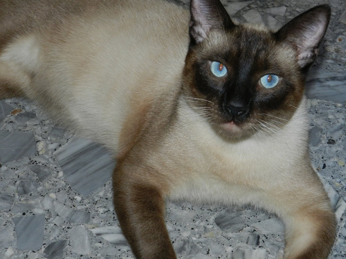 Gatito Siamese Seal Point Puro!!! Hermoso!!!! 2 Meses