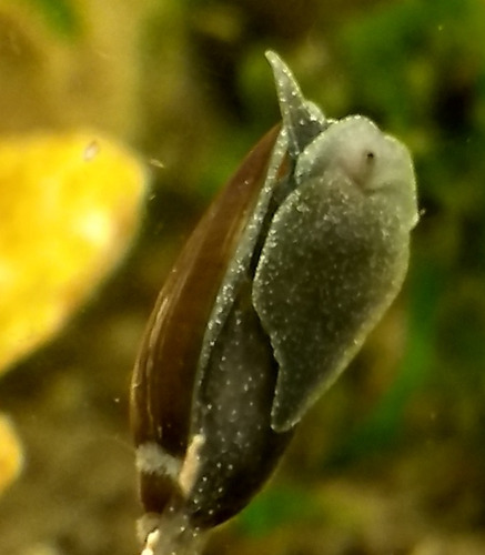 Caracoles Physella Acuta X5. Envío