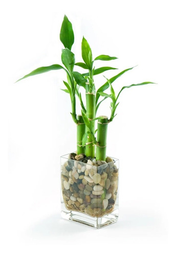 Planta Bambu X 12 Unidades (20cm)