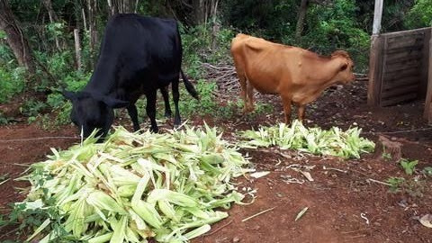 Imagem 10 de 15 de Chácara Com 2 Dormitórios À Venda, 30000 M² Por R$ 500.000,00 - Agua Das Flores - Jataizinho/pr - Ch0155
