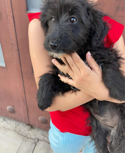 Cachorrita Perra Perrita Schnauzer Negra