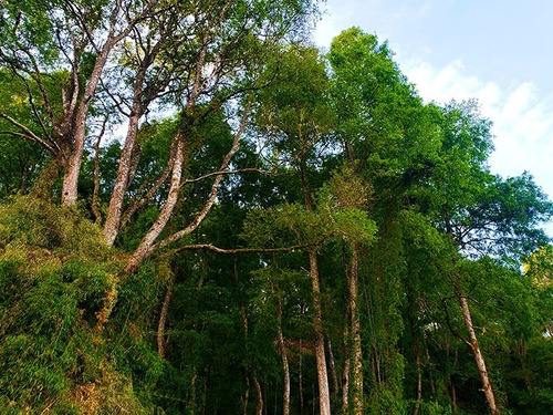 Imagen 6 de 13 de Lindos Terrenos Orilla Común De Río Calle Calle Los Lagos