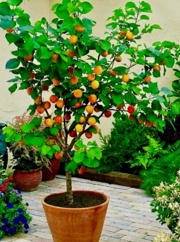Adubo Npk 05-20-10 Sollus 1 Lt Fertilizante Via Solo