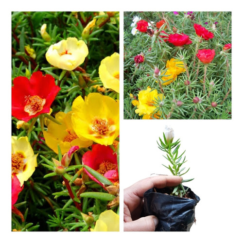  Onze Horas (portulaca Grandiflora) 10 Mudas Do Produtor