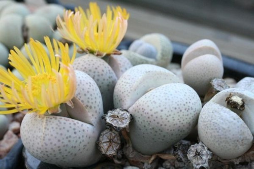 Sementes Cacto Pedra Lithops Dinteranthus Wilmotianus