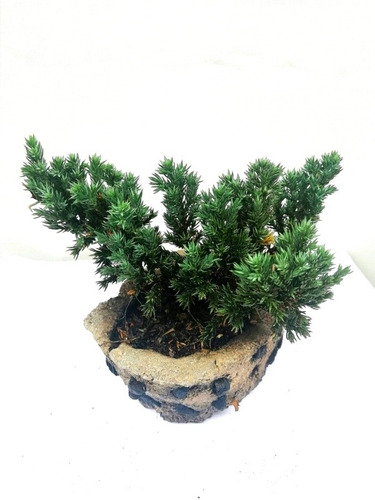 Bonsai Junipero Procumbes Nana 7 Años R02