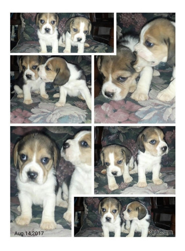 Beagle Cachorros