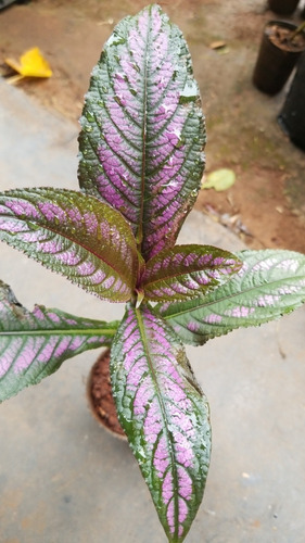 Plantas De Strobilanthes Dyerianus