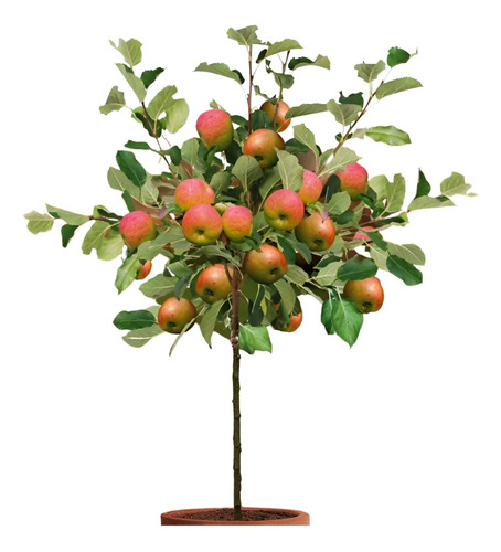Manzanos Ornamentales Planta