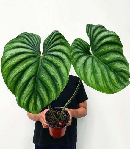 Philodendron Plowmanii Grande (planta De Colección)