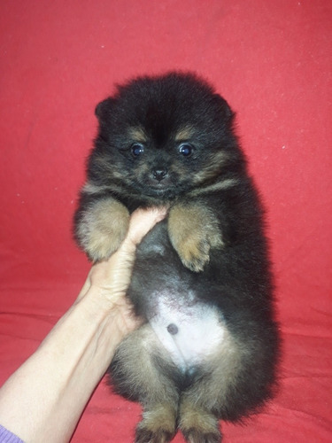 Machos De Spitz Alemão Anão