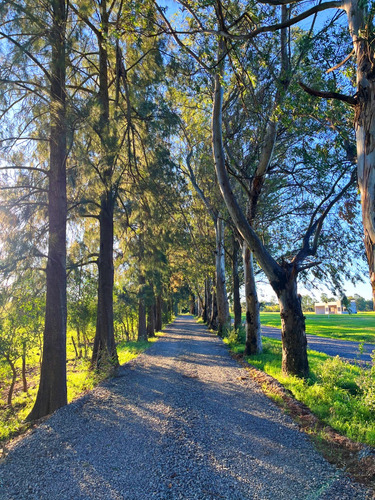 Loteo Barrio Cerrado Los Robles - Cañuelas