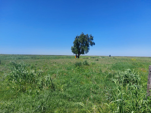 Se Vende Isla Entre Rios Sobre Arroyo Tigre