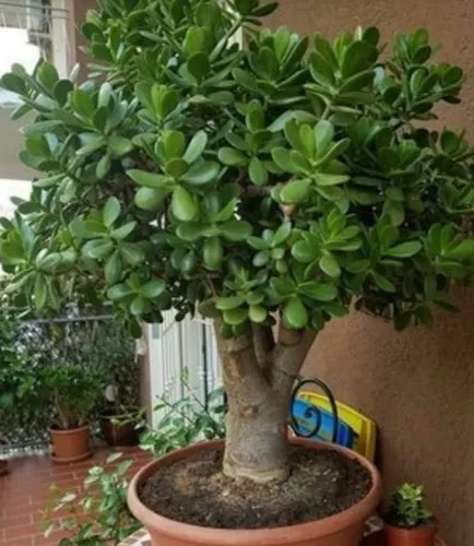 Suculenta (árvore Jade) Planta Da Fortuna Traz Prosperidade. à venda em  Colombo Paraná por apenas R$ 39.90 - OCompra.com Brasil