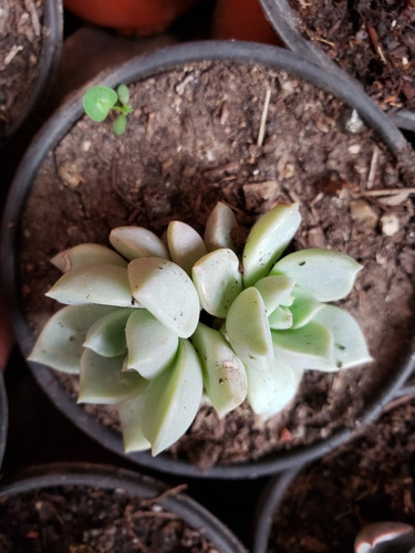 Suculentas Y Crasas Gran Variedad