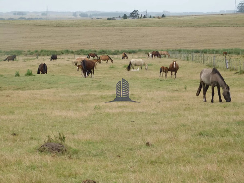 Campo A La Venta 