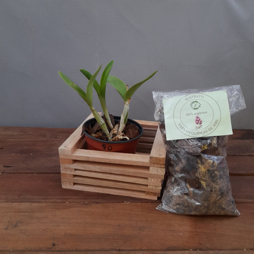 Planta, Combo Orquídea + Cajoncito De Madera + Sustrato.