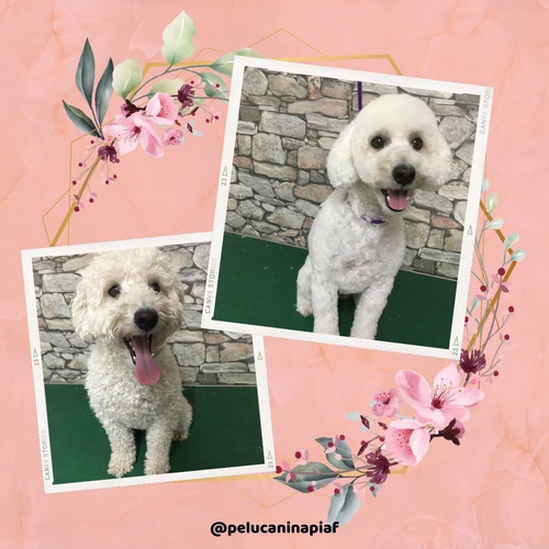 Imagen 7 de 12 de Peluquería Canina - Traslados Para Mascotas - Reiki Y Gemo.