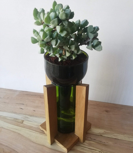 Suculenta Little Plant 24 Con Soporte, Maceta Autorregante