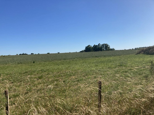 Imagen 5 de 14 de Chacra De 7 Hás Sobre Ruta 12 A 5 Km De Tala,