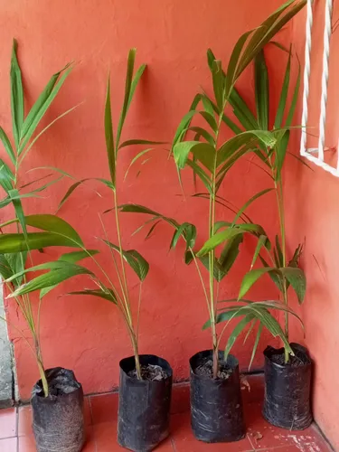 Plantas De Chaguaramo Enano.