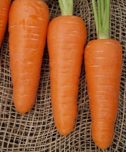 Zanahoria Semillas X Kilo