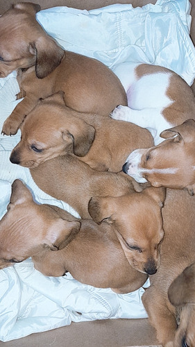 Cachorro Salchicha Dachshund Mini.