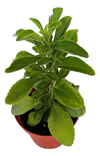 Planta La Stevia Produce Gases