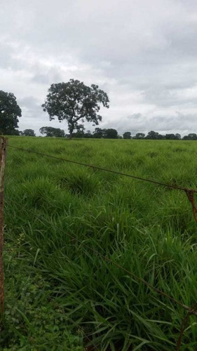 Imagem 11 de 25 de Fazenda Com 178 Hectares Rica Em Agua Em Felixlandia Mg - 36425
