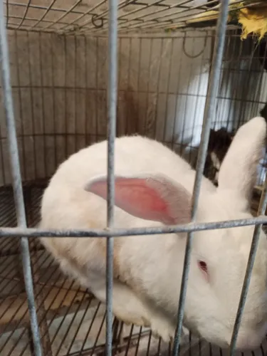 Conejos Mascotas O Para Cria