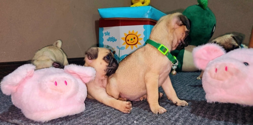 Imagen 3 de 10 de Cachorros Pug!!