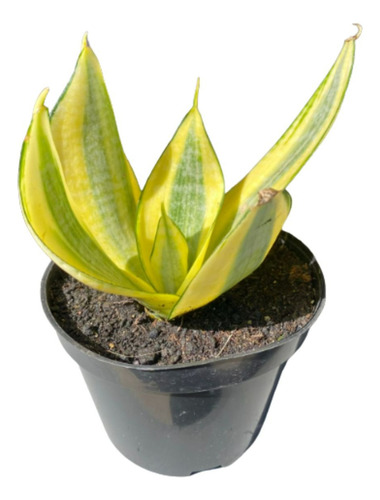 Espadinha Dourada Sansevieria Golden Hahnii Com Manual