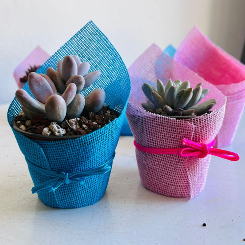 30 Suculentas Decoradas Para Recuerdos