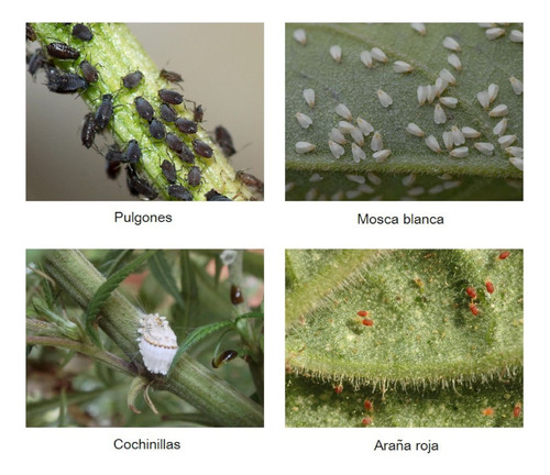 Insecticida, Plaguicida, Fungicida, Orgánicos Kit 3-1