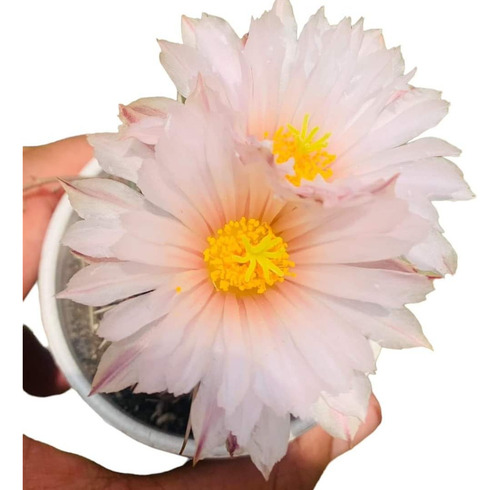 15 Semillas De Coryphantha Elephantidens Flores Variadas