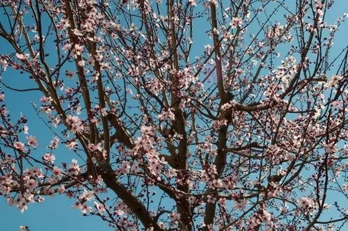 Ciruelo De Jardin, Cerezo Rojo Arbol Frutal Prunus Ceras.e10 (Usado)