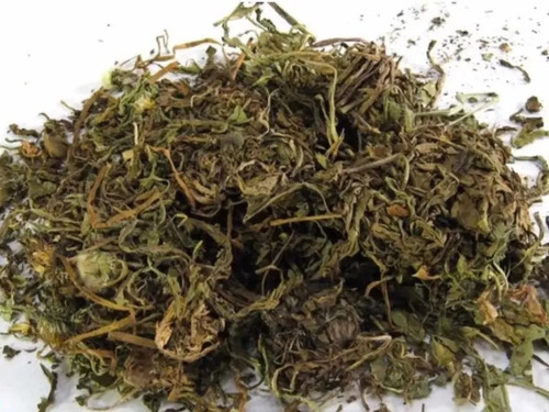 Diente De León 1 Kg Té