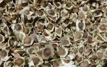 Comprar Semillas De Moringa Recien Cosechadas!!!