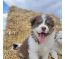 Comprar Cachorros Border Collie (aptos A Cpr Tatuaje)