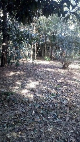 Imagen 3 de 8 de Terreno - Fátima Estacion Empalme