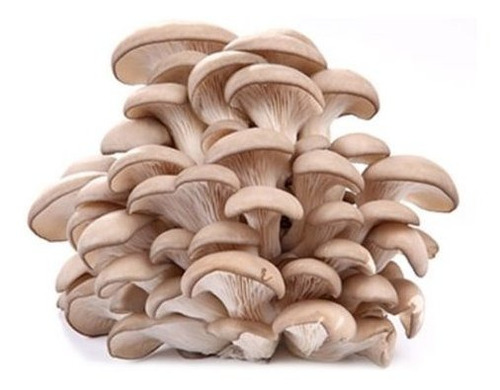 Cogumelo Hiratake Kit Completo P/ Fazer Em Casa 100% Natural