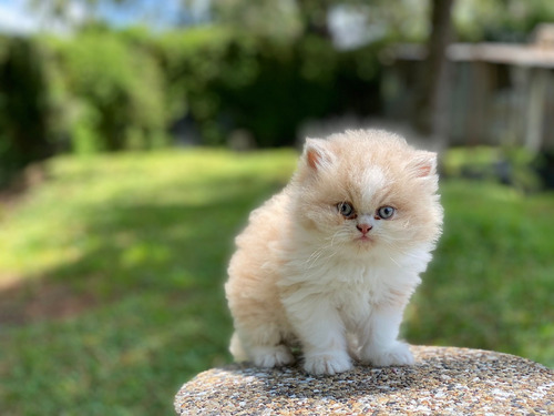 Espectaculares Gatos Persa Disponibles