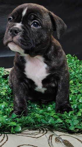 American Bully