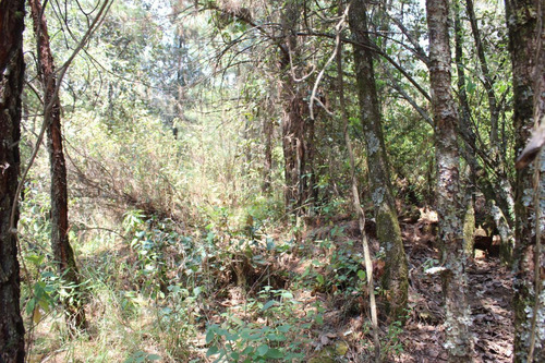 Terreno En Paraje Tetecuintla