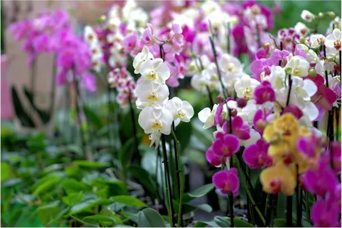 Orquídea Phalaenopsis Premium - Orquídea Mariposa