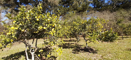 Fraccion De 8.1000 M² Parquizada Y Forestada