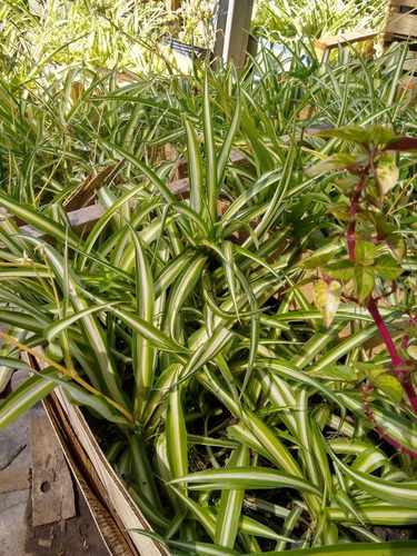 Promo Pack 5 Plantas Lazo De Amor Variegada / Verde - M12